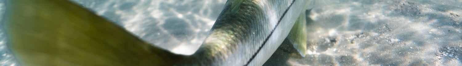 Saltwater Braided Line