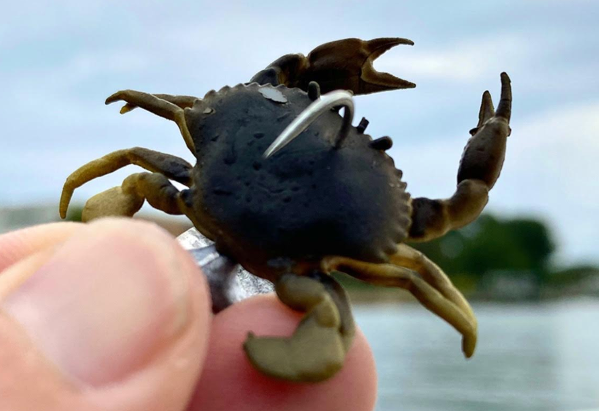 Savage Gear 3D Crab Salt Strong Savage Gear 3D Crab Salt Strong